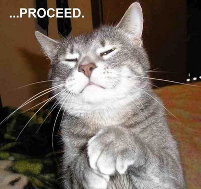 Funny_Cat_Proceed.jpg