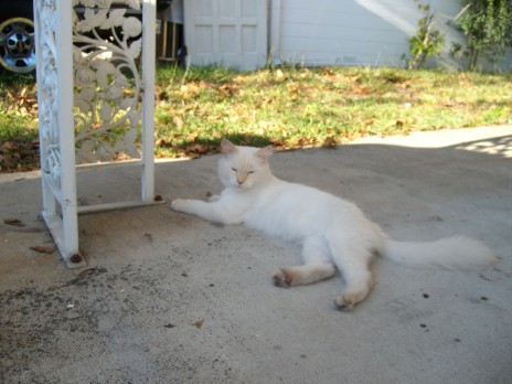 kitty.JPG