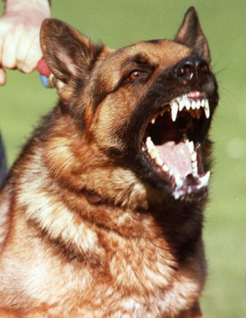 dogbarkingREX_468x603.jpg