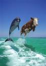 cow.jpg