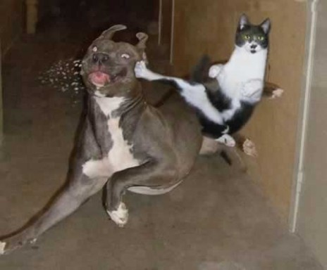 ninja_cat.jpg