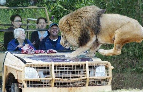 lion_car_1_1517807i.jpg