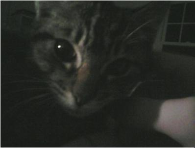 KITTY.jpg