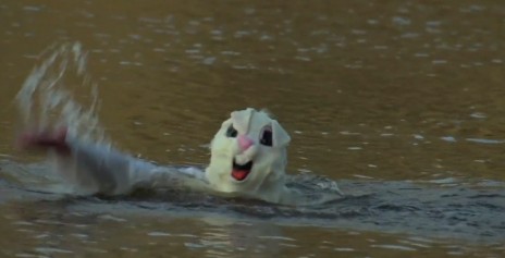 rabbit_swim.jpg