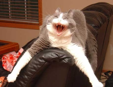 565_killer_cat.jpg