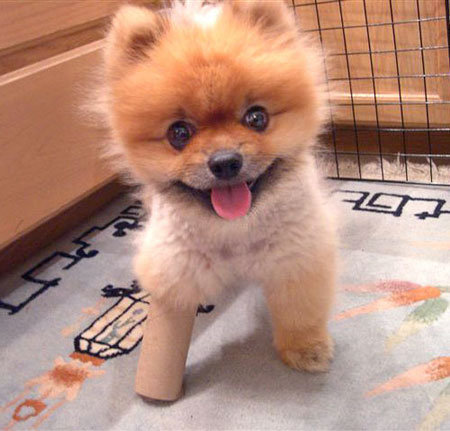 puppy_cute_baby1.jpg