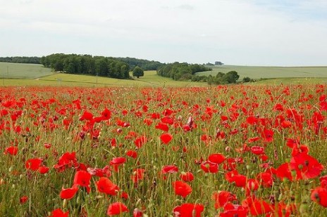 flanders_fields.jpg