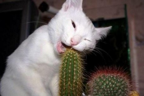25_funny_cat_eating.jpg