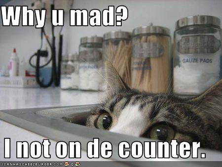 LOLcat_not_on_the_counter.jpg