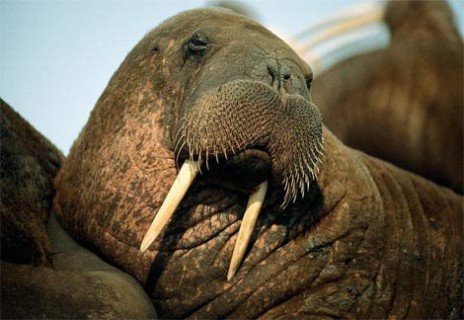 walrus_portrait.jpg