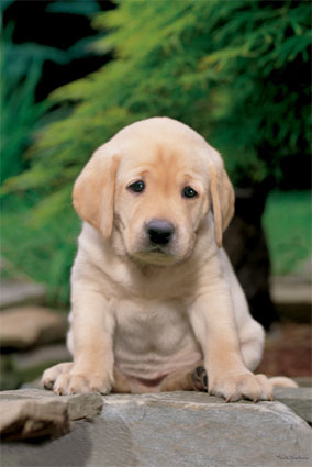 pp30340sad_puppy_posters.jpg