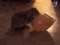 Cdingo_23d520a9398970bcefb.gif