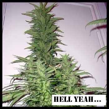 amnesia_haze.jpg