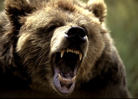 grizzly_growl.jpg