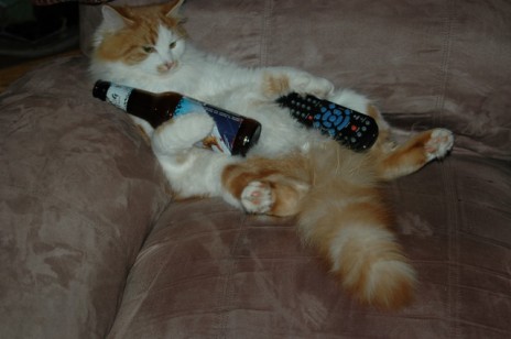Kittenwithabeer.jpg