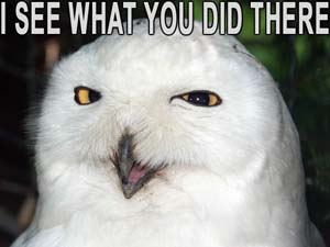 Owl_I_see_what_you_did.jpg