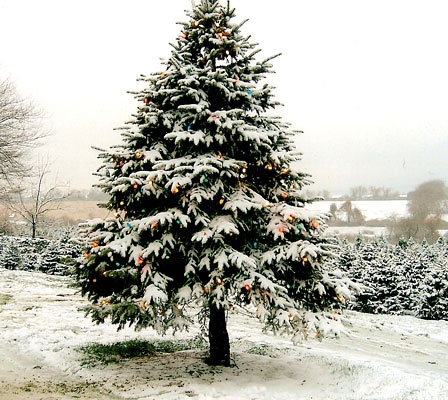 christmas_tree_06.jpg