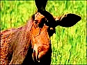 The_Moose_numba_2.jpg