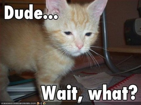 funny_pictures_kitten_is_c.jpg