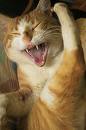 lauging_cat.jpeg