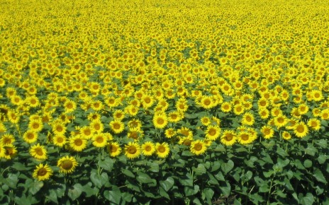 champ_tournesols.jpg