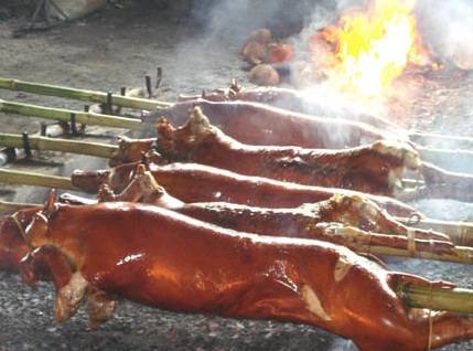 Pig.jpg