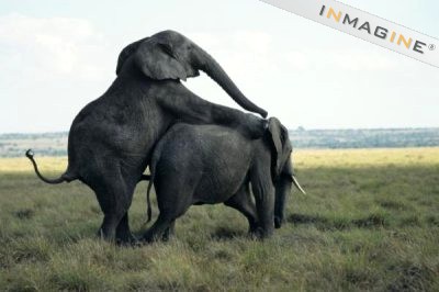elephantsex.jpg