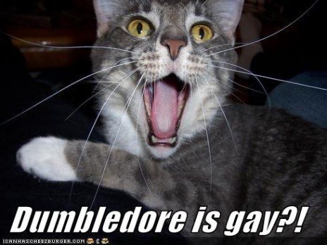 dumbledore_is_gay_lolcat.jpg