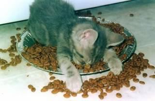 asleep_in_food.jpg
