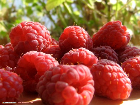 raspberry_1024.jpg