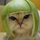 melon_head_cat.jpg