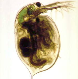daphnia_15551.jpg
