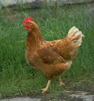 CHIKEN.jpg