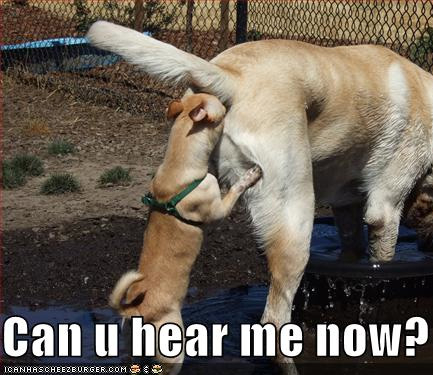 loldog_funny_dog_pictures_.jpg