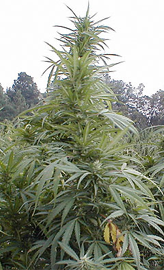 tree_122308_lg.jpg