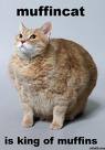 muffin_cat.jpg
