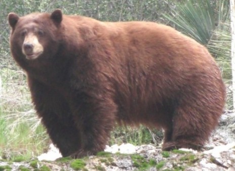 wild_bear.jpg