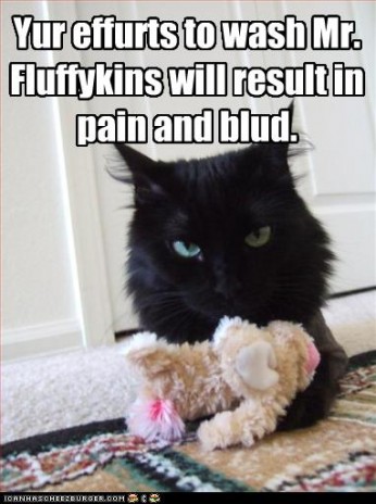 funny_pictures_cat_does_no.jpg