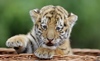 Siberian_tiger_Berlin_2_am.jpg