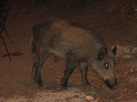 WildPig2.jpg