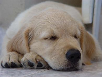 Golden_Retriever_Training.jpg