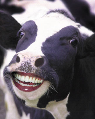 HappyCow_1_.jpg