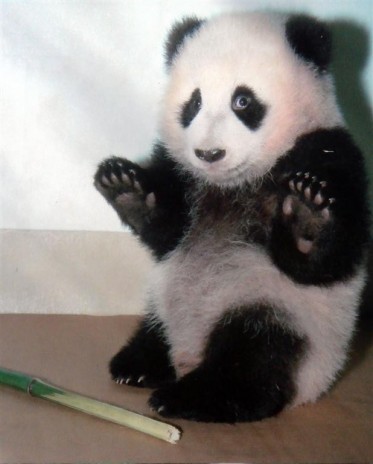 PANDAAAA.jpg