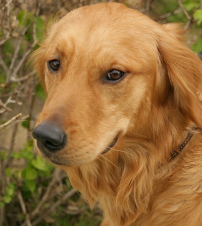 golden_retriever.jpg