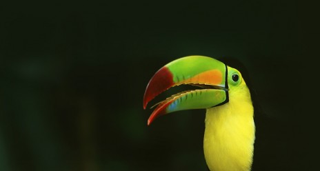 Toucan_ROW2484227645.jpg
