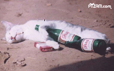 cat_had_a_rough_night.gif