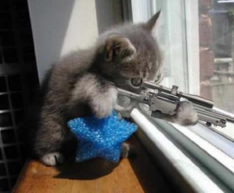 kittysniper.jpg