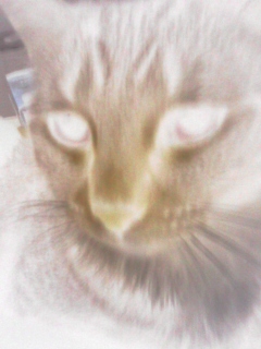 p_00028.jpg