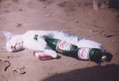 party_cat.jpg
