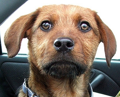 cute_puppy_7155.jpg